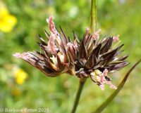Regel's rush (<em>Juncus regelii</em>)