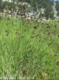 Regel's rush (<em>Juncus regelii</em>)
