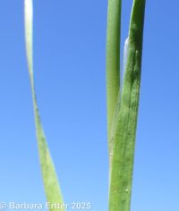 Rocky Mountain rush (<em>Juncus saximontanus</em>)