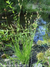 Rocky Mountain rush (<em>Juncus saximontanus</em>)