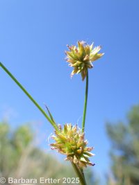 Rocky Mountain rush (<em>Juncus saximontanus</em>)
