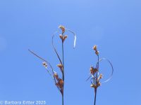 path or poverty rush (<em>Juncus tenuis</em>)