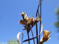 path or poverty rush (<em>Juncus tenuis</em>)