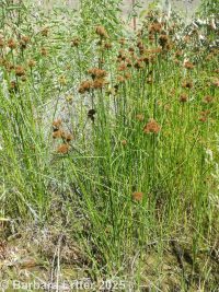 Torrey's rush (<em>Juncus torreyi</em>)