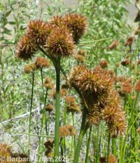 Torrey's rush (<em>Juncus torreyi</em>)
