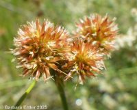 Torrey's rush (<em>Juncus torreyi</em>)
