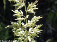 junegrass (<em>Koeleria macrantha</em>)