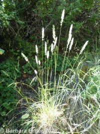junegrass (<em>Koeleria macrantha</em>)