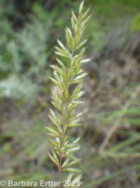 junegrass (<em>Koeleria macrantha</em>)