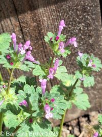 henbit, common deadnettle (<em>Lamium amplexicaule</em>)