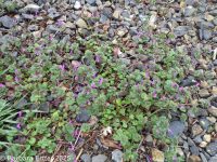 henbit, common deadnettle (<em>Lamium amplexicaule</em>)