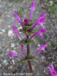 henbit, common deadnettle (<em>Lamium amplexicaule</em>)