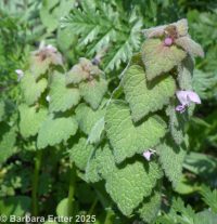 purple deadnettle or henbit (<em>Lamium purpureum</em>)
