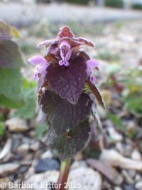 purple deadnettle or henbit (<em>Lamium purpureum</em>)