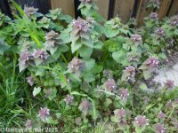 purple deadnettle or henbit (<em>Lamium purpureum</em>)