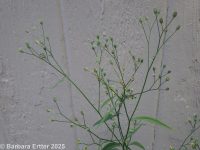 nipplewort (<em>Lapsana communis</em>)
