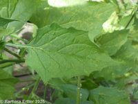 nipplewort (<em>Lapsana communis</em>)
