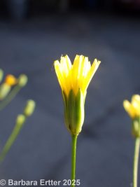 nipplewort (<em>Lapsana communis</em>)