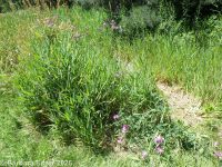 everlasting pea, broadleaf sweetpea (<em>Lathyrus latifolius</em>)