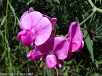 everlasting pea, broadleaf sweetpea (<em>Lathyrus latifolius</em>)