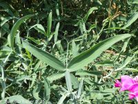 everlasting pea, broadleaf sweetpea (<em>Lathyrus latifolius</em>)