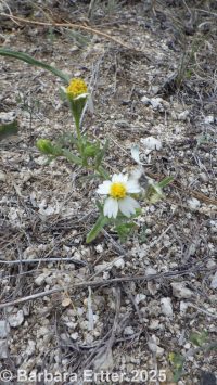 white tidytips (<em>Layia glandulosa</em>)