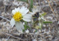 white tidytips (<em>Layia glandulosa</em>)