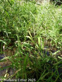 rice cutgrass (<em>Leersia oryzoides</em>)