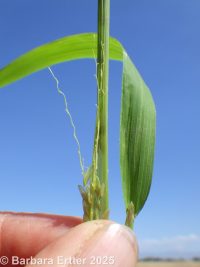 rice cutgrass (<em>Leersia oryzoides</em>)
