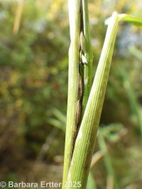 rice cutgrass (<em>Leersia oryzoides</em>)