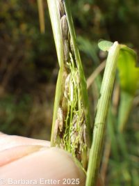 rice cutgrass (<em>Leersia oryzoides</em>)