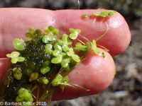 common duckweed (<em>Lemna minor</em>)