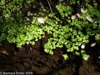 common duckweed (<em>Lemna minor</em>)