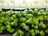common duckweed (<em>Lemna minor</em>)