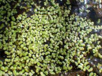 least duckweed (<em>Lemna minuta</em>)