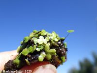 least duckweed (<em>Lemna minuta</em>)