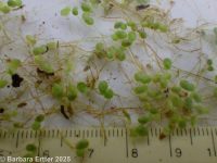 least duckweed (<em>Lemna minuta</em>)