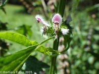 motherwort (<em>Leonurus cardiaca</em>)