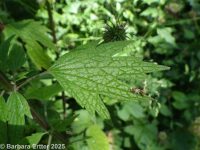 motherwort (<em>Leonurus cardiaca</em>)