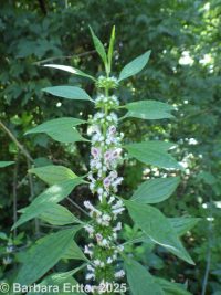 motherwort (<em>Leonurus cardiaca</em>)