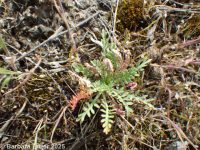 slickspot peppergrass (<em>Lepidium papilliferum</em>)