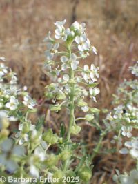 slickspot peppergrass (<em>Lepidium papilliferum</em>)