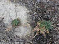 slickspot peppergrass (<em>Lepidium papilliferum</em>)