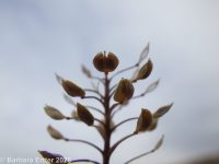 slickspot peppergrass (<em>Lepidium papilliferum</em>)