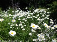 ox-eye daisy (<em>Leucanthemum vulgare</em>)