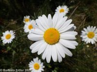 ox-eye daisy (<em>Leucanthemum vulgare</em>)