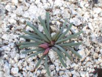 bitterroot (<em>Lewisia rediviva var. rediviva</em>)