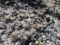 bitterroot (<em>Lewisia rediviva var. rediviva</em>)