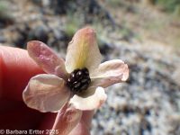 bitterroot (<em>Lewisia rediviva var. rediviva</em>)