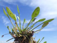 mudwort (<em>Limosella aquatica</em>)